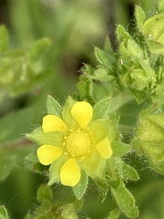 Potentilla rivalis