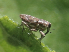 Cylindrocopturus