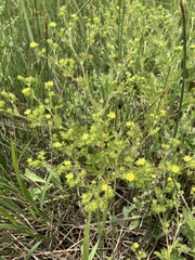 Potentilla rivalis