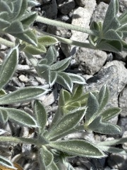 Lupinus duranii