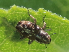 Cylindrocopturus