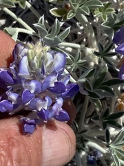 Lupinus duranii