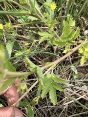 Potentilla rivalis