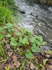 Micranthes nelsoniana