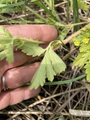 Potentilla rivalis