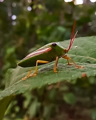 Insecta