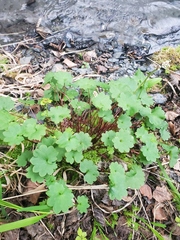 Micranthes nelsoniana