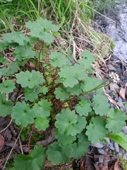 Micranthes nelsoniana