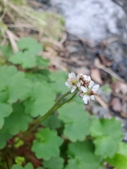 Micranthes nelsoniana