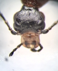 Nematoplus collaris