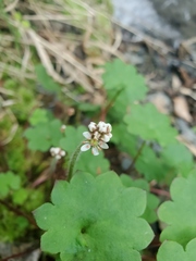 Micranthes nelsoniana