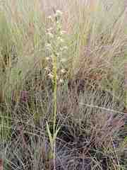 Habenaria macrotidion