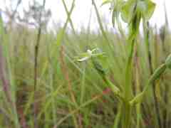 Habenaria macrotidion