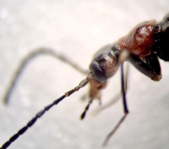 Nematoplus collaris