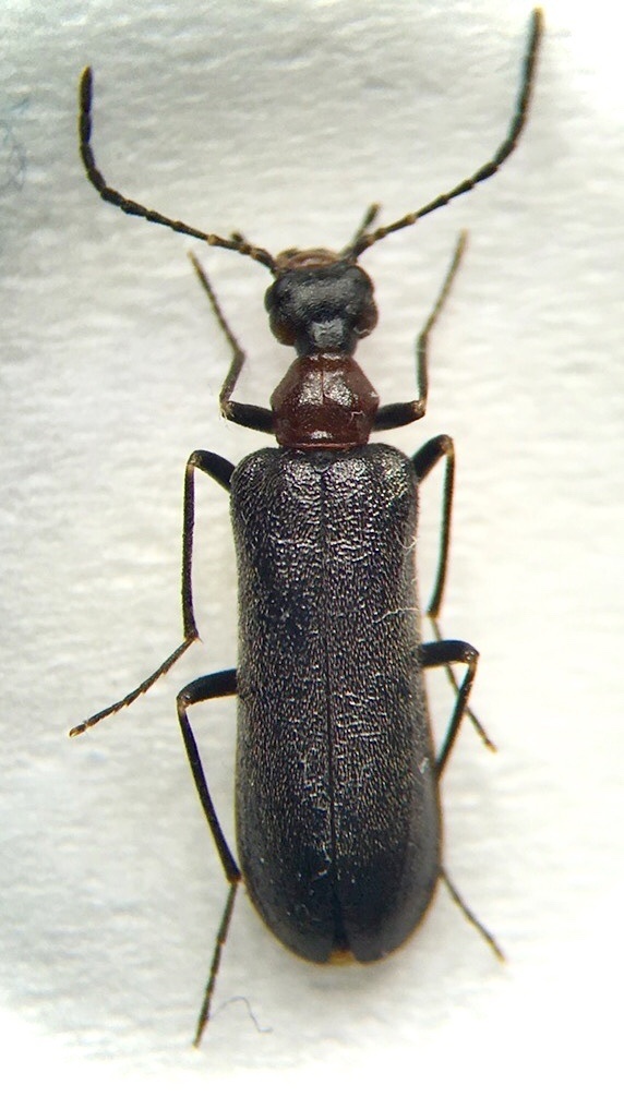 Nematoplinae