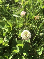 Trifolium repens