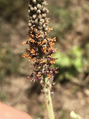 Amorpha paniculata