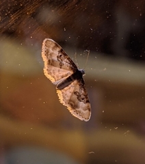 Idaea mustelata
