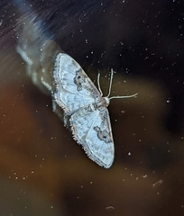 Idaea mustelata