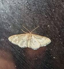 Idaea mustelata