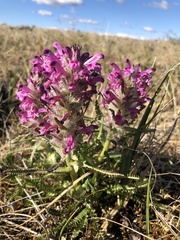 Pedicularis lanata