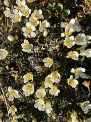 Diapensia