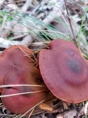 Cortinarius persplendidus