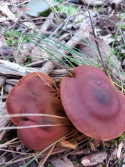 Cortinarius persplendidus