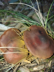 Cortinarius persplendidus