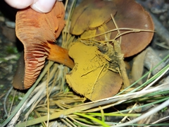 Cortinarius persplendidus