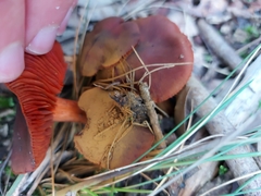 Cortinarius persplendidus