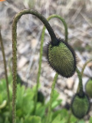 Papaver nudicaule
