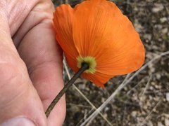 Papaver nudicaule