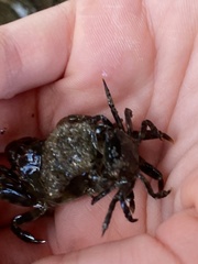 Hemigrapsus sanguineus