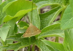 Phalaenostola metonalis