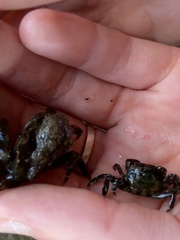 Hemigrapsus sanguineus