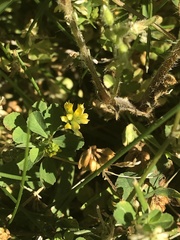 Trifolium dubium