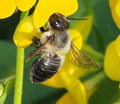 Megachile gemula