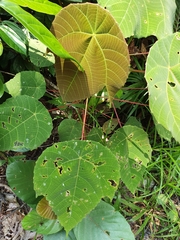 Macaranga bancana