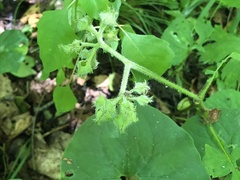 Hydrophyllum macrophyllum