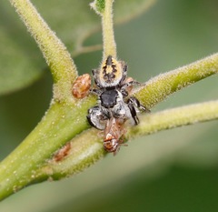 Phidippus insignarius