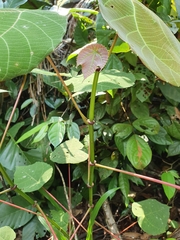 Macaranga bancana