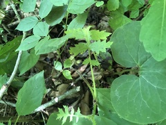 Hydrophyllum macrophyllum