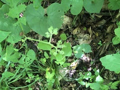 Hydrophyllum macrophyllum