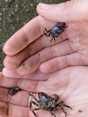 Hemigrapsus sanguineus