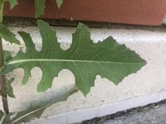 Lactuca serriola