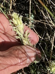 Castilleja pilosa