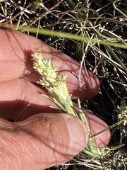 Castilleja pilosa