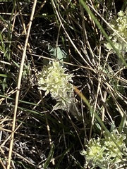 Castilleja pilosa
