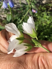 Cerastium maximum